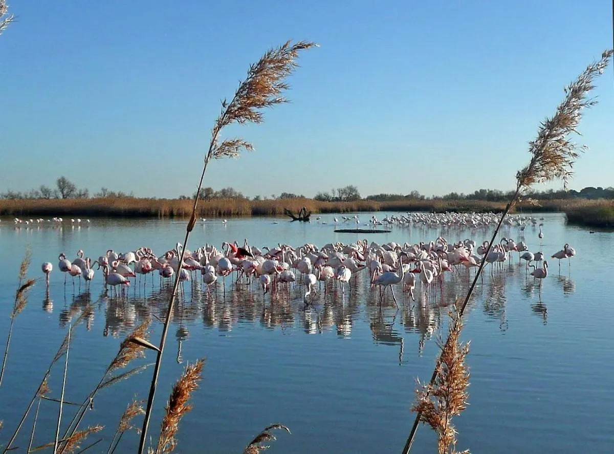 アパート Camargue Saintes Maries De La Mer